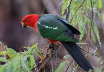 17 個夢見瀕死鸚鵡的解釋：夢見一隻鸚鵡呼喚我並死去 、夢見鸚鵡從籠中死去