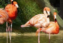 8 個夢見動物園的象徵和含義解釋