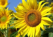 11 個夢見向日葵的解釋： 夢見在向日葵田裡行走、夢見摘向日葵