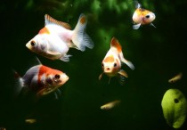 17 個夢見金魚的解釋：夢見金魚跟你說話 、夢見金魚失蹤