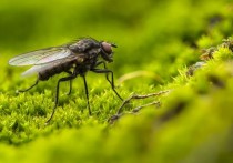 27 個夢見蒼蠅的解釋：夢見耳邊有蒼蠅、夢見蒼蠅在你臉上