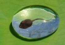 13 個夢見蝌蚪的解釋：夢見放生一隻蝌蚪入水中 、夢見照顧蝌蚪