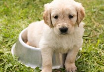 19 個夢見與狗交談的解釋：夢見一隻狗哭泣並說話、夢見一隻狗停止說話