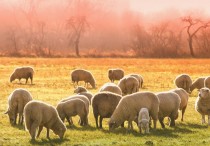 12 個夢見羊群的解釋：夢見群羊、夢見照顧一群羊