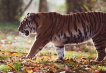 10 個夢見動物的解釋，夢到會說話的野獸代表什麼徵兆？