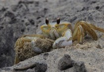 13 個夢見螃蟹的象徵和含義解釋