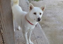 9 個​夢見流浪狗的解釋： 夢見一隻被遺棄的狗跟著你 、夢見與被遺棄的狗同行