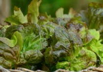 5 個夢見摘生菜的解釋:夢見種生菜、夢見種生菜