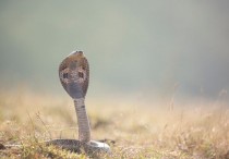 13 個夢見毒蛇的解釋：夢見與毒蛇戰鬥 、夢見躲避毒蛇