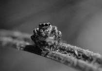5 個夢見蜘蛛攻擊的解釋：夢見蜘蛛向你衝來、夢見很多蜘蛛