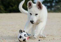 15 個夢見被狗咬的解釋：夢見被狗咬、夢見被狗咬臉