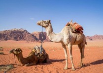 19 個夢見駱駝的解釋：夢見駱駝穿越沙漠、夢見生病駱駝