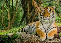25個老虎夢釋義：夢見黑虎、夢見馬戲團老虎、夢見老虎紋飾