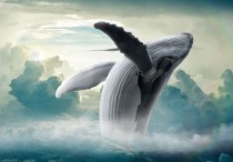 9 個夢見鯨魚的解釋：夢見捕捉鯨魚 、 夢見與鯨魚共游