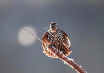 8 個夢見動物死去的解釋：夢見動物屍體、夢見死鳥