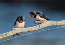 12 個夢見燕子的解釋：夢見能多抓燕子、夢見燕子攻擊