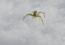 5 個夢見綠蜘蛛的解釋：夢見綠蜘蛛追你 、夢見殺死綠蜘蛛