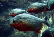 12 個夢見食人魚的象徵和含義解釋