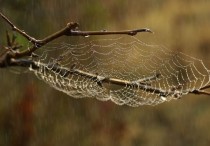 5 個夢見死蜘蛛的解釋：夢見踩蜘蛛、夢見吃蜘蛛