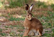 14 個夢見大兔子的解釋：夢見一隻大兔子死去、夢見追逐一隻大兔子