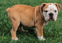 16 個夢見狗在吠叫的解釋：夢見一隻狗叫醒你並吠叫、 夢見一隻狗吠叫後消失