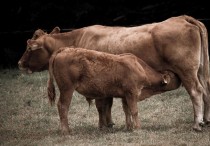 22 個夢見死牛的解釋：夢見一頭牛奔跑 、夢見一頭牛撞上它