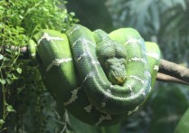 8 個夢見蛇的解釋：夢見隱藏的蛇、夢見白蛇