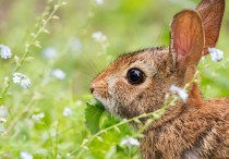 16 個夢見捕捉兔子的解釋：夢見抓兩隻兔子、夢見抓多隻兔子