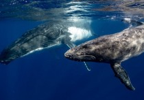 10 個夢見鯨魚的解釋：夢見海上鯨魚、夢見跳躍的鯨魚