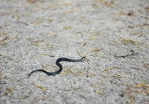 15 個夢見小蛇的解釋：夢見小黃蛇、夢見小白蛇