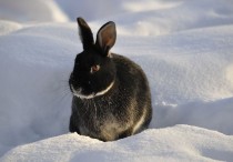 15 個夢見黑兔子的解釋：夢見追逐一隻黑兔子 、夢見黑兔子消失