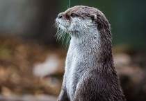 7 個夢見水獺的解釋：夢見在水裡和水獺玩耍、夢見水獺逃跑