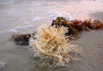 夢見海藻是什麼意思（7 種夢境預兆含義）
