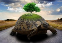 夢見海龜 - 周公解夢、17個夢境預兆