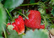 15 個夢見草莓的解釋：夢見偷草莓、夢見草莓從天而降