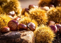 夢見栗子 - 周公解夢、10個夢境預兆