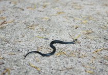 19 個夢見蛇的解釋：夢見蛇升天、夢見蛇變成人