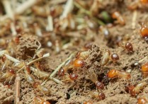 21 個夢見白蟻的解釋： 夢見浴室裡有白蟻 、夢見地上的白蟻