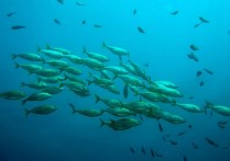 14 個夢見大魚的解釋：夢見從河中大魚中出來、夢見從海中大魚中出來