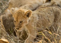 夢見小獅子的 8 個周公解夢：夢見小獅子長大、 夢到幼獅狩獵