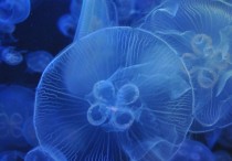 10 個夢見水母的解釋：夢見逃離水母、夢見死水母