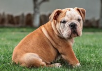 15 個夢見親吻狗的解釋： 夢見親吻一隻黑色小狗 、夢見親吻一隻白狗