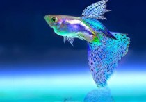 夢見魚的26個解夢含義：夢見魚住在海裡、夢見魚住在河裡、夢見魚住在湖裡