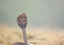 12 個夢見眼鏡蛇的解釋：夢見眼鏡蛇咬別人、夢見一隻熟睡的眼鏡蛇