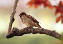 16 個夢見鳥類的象徵和含義解釋