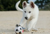 13 個夢見與狗同行的解釋：夢見與狗同行、夢見一隻狗看著你