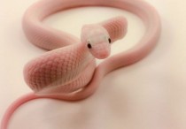 5 個夢見被粉蛇咬傷的解釋：夢見粉紅蛇攻擊、夢見很多粉紅色的蛇