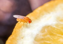 夢見果蠅的 7 個周公解夢含義