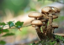夢見蘑菇的 11 個周公解夢含義