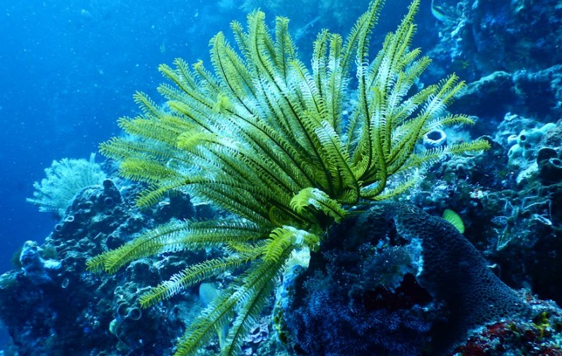 10 個夢見藻類的含義總結：夢見藻類搖曳、夢見海藻、夢見收穫海藻